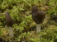 Helvella elastica 4, Holsteelkluifzwam, Saxifraga-Willem van Kruijsbergen