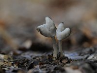 Helvella ephippium 1, Zadelkluifzwam, Saxifraga-Luuk Vermeer