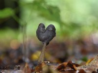 Helvella ephippium 10, Zadelkluifzwam, Saxifraga-Luuk Vermeer