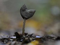 Helvella ephippium 4, Zadelkluifzwam, Saxifraga-Luuk Vermeer