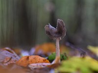 Helvella ephippium 7, Zadelkluifzwam, Saxifraga-Luuk Vermeer