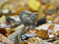 Helvella ephippium 8, Zadelkluifzwam, Saxifraga-Luuk Vermeer