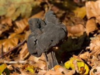 Helvella lacunosa 1, Zwarte kluifzwam, Saxifraga-Jan Nijendijk