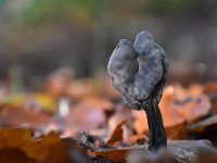 Helvella lacunosa 10, Zwarte kluifzwam, Saxifraga-Luuk Vermeer