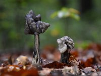 Helvella lacunosa 11, Zwarte kluifzwam, Saxifraga-Luuk Vermeer