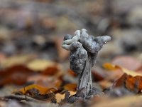 Helvella lacunosa 14, Zwarte kluifzwam, Saxifraga-Luuk Vermeer