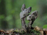 Helvella lacunosa 16, Zwarte kluifzwam, Saxifraga-Luuk Vermeer