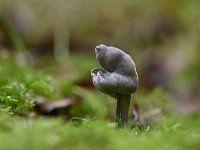 Helvella lacunosa 17, Zwarte kluifzwam, Saxifraga-Luuk Vermeer