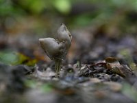 Helvella lacunosa 19 Zwarte kluifzwam, Saxifraga-Luuk Vermeer