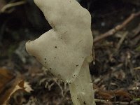 Helvella lacunosa 3, Zwarte kluifzwam, Saxifraga-Willem van Kruijsbergen