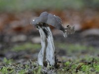 Helvella lacunosa 5, Zwarte kluifzwam, Saxifraga-Luuk Vermeer