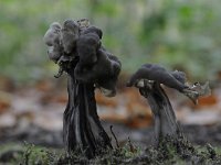 Helvella lacunosa 6, Zwarte kluifzwam, Saxifraga-Luuk Vermeer