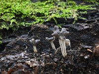 Helvella lacunosa 7, Zwarte kluifzwam, Saxifraga-Luuk Vermeer