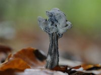 Helvella lacunosa 8, Zwarte kluifzwam, Saxifraga-Luuk Vermeer