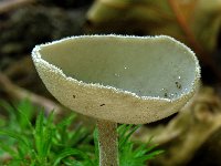 Helvella macropus 1, Schotelkluifzwam, Saxifraga-Lucien Rommelaars