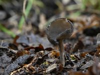 Helvella macropus 11, Schotelkluifzwam, Saxifraga-Luuk Vermeer