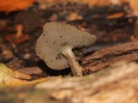 Helvella macropus 14, Schotelkluifzwam, Saxifraga-Foto Fitis-Sytske Dijksen