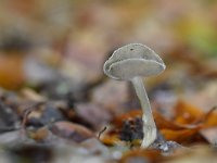 Helvella macropus 4, Schotelkluifzwam, Saxifraga-Luuk Vermeer