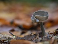 Helvella macropus 5, Schotelkluifzwam, Saxifraga-Luuk Vermeer