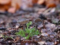 Helvella macropus 7, Schotelkluifzwam, Saxifraga-Luuk Vermeer