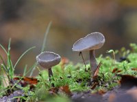 Helvella macropus 8, Schotelkluifzwam, Saxifraga-Luuk Vermeer