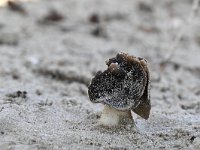 Helvella spadicea 1, Nonnenkapkluifzwam, Saxifraga-Luuk Vermeer