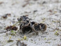 Helvella spadicea 2, Nonnenkapkluifzwam, Saxifraga-Luuk Vermeer