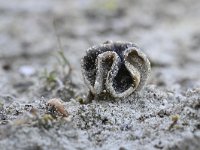 Helvella spadicea 4, Nonnenkapkluifzwam, Saxifraga-Luuk Vermeer