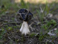 Helvella spadicea 5, Nonnenkapkluifzwam, Saxifraga-Luuk Vermeer