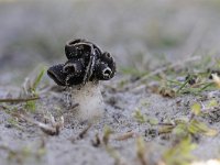 Helvella spadicea 7, Nonnenkapkluifzwam, Saxifraga-Luuk Vermeer