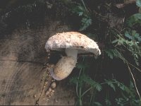 Hemipholiota populnea 1, Wollige bundelzwam, Saxifraga-Jan van der Straten