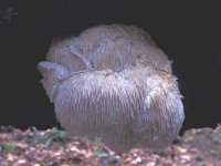 Hericium cirrhatum 1, Gelobde pruikzwam, Saxifraga-Jan van der Straten