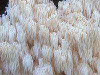 Hericium coralloides, Coral Tooth