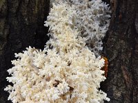 Hericium coralloides 26, Kammetjesstekelzwam, Saxifraga-Luuk Vermeer