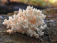 Hericium coralloides 35, Kammetjesstekelzwam, Saxifraga-Luuk Vermeer