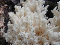 Hericium coralloides 40, Kammetjesstekelzwam, Saxifraga-Ed Stikvoort