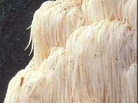 Hericium erinaceus, Bearded Tooth