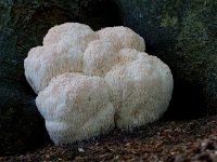 Hericium erinaceus 10, Pruikzwam, Saxifraga-Jan Nijendijk