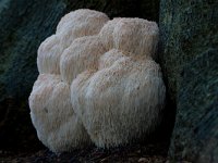 Hericium erinaceus 11, Pruikzwam, Saxifraga-Jan Nijendijk