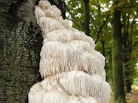 Hericium erinaceus 14, Pruikzwam, Saxifraga-Luuk Vermeer