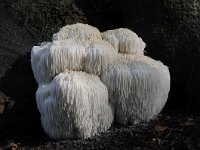 Hericium erinaceus 21, Pruikzwam, Saxifraga-Luuk Vermeer