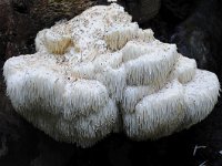 Hericium erinaceus 25, Pruikzwam, Saxifraga-Luuk Vermeer