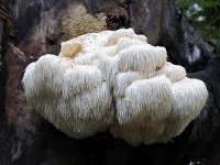 Hericium erinaceus 26, Pruikzwam, Saxifraga-Luuk Vermeer