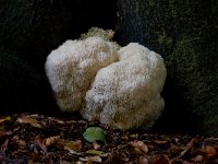 Hericium erinaceus 7, Pruikzwam, Saxifraga-Jan Nijendijk