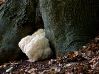 Hericium erinaceus 8, Pruikzwam, Saxifraga-Jan Nijendijk