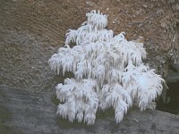 Hericium flagellum 3, Koraalstekelzwam, Saxifraga-Jan de Laat