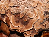 Hydnellum spongiosipes 11, Fluwelige stekelzwam, Saxifraga-Foto Fitis-Sytske Dijksen