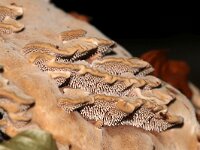 Hydnellum spongiosipes 12, Fluwelige stekelzwam, Saxifraga-Foto Fitis-Sytske Dijksen