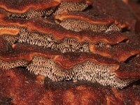 Hydnellum spongiosipes 14, Fluwelige stekelzwam, Saxifraga-Foto Fitis-Sytske Dijksen