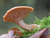 Hydnum rufescens 12, Rossige stekelzwam, Saxifraga-Luuk Vermeer